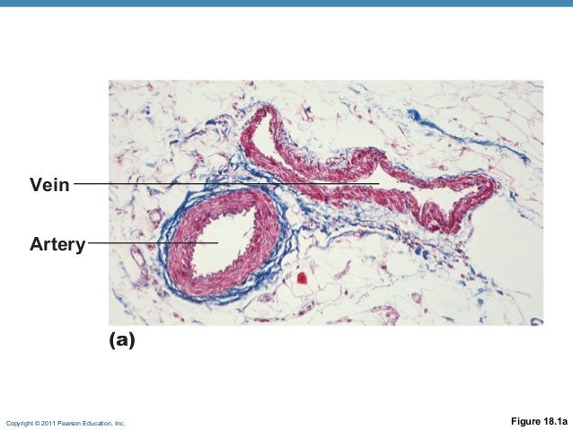 Veins arteries online