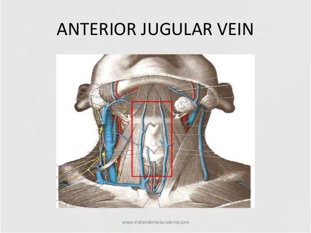 Veins Of Head Neck Certified Fixed Orthodontic Courses By