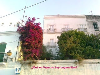 ¿Qué en Vejer no hay buganvillas? 