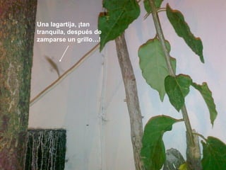 Una lagartija, ¡tan tranquila, después de zamparse un grillo…! 