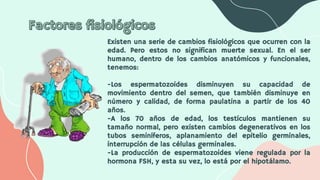 Existen una serie de cambios fisiológicos que ocurren con la
edad. Pero estos no significan muerte sexual. En el ser
humano, dentro de los cambios anatómicos y funcionales,
tenemos:
-Los espermatozoides disminuyen su capacidad de
movimiento dentro del semen, que también disminuye en
número y calidad, de forma paulatina a partir de los 40
años.
-A los 70 años de edad, los testículos mantienen su
tamaño normal, pero existen cambios degenerativos en los
tubos seminíferos, aplanamiento del epitelio germinales,
interrupción de las células germinales.
-La producción de espermatozoides viene regulada por la
hormona FSH, y esta su vez, lo está por el hipotálamo.
 