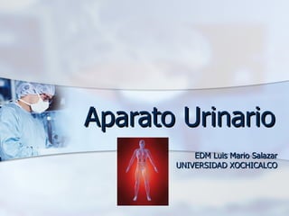 Aparato Urinario EDM Luis Mario Salazar UNIVERSIDAD XOCHICALCO 