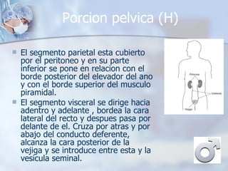 Porcion pelvica (H)  El segmento parietal esta cubierto por el peritoneo y en su parte inferior se pone en relacion con el borde posterior del elevador del ano y con el borde superior del musculo piramidal. El segmento visceral se dirige hacia adentro y adelante , bordea la cara lateral del recto y despues pasa por delante de el. Cruza por atras y por abajo del conducto deferente, alcanza la cara posterior de la vejiga y se introduce entre esta y la vesicula seminal. 