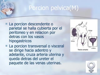 Porcion pelvica(M) La porcion descendente o parietal se halla cubierta por el peritoneo y en relacion por detras con los vasos hipogastricos La porcion transversal o visceral se dirige hacia adentro y adelante, cruza arteria uterina y queda detras del ureter el paquete de las venas uterinas. 