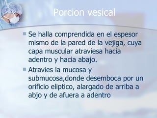 Porcion vesical Se halla comprendida en el espesor mismo de la pared de la vejiga, cuya capa muscular atraviesa hacia adentro y hacia abajo. Atravies la mucosa y submucosa,donde desemboca por un orificio eliptico, alargado de arriba a abjo y de afuera a adentro 