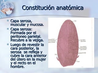 Constitución anatómica Capa serosa, muscular y mucosa. Capa serosa:  Formada por el peritoneo parietal. Recubre a la vejiga. Luego de revestir la cara posterior, la serosa  se refleja y cubre la cara anterior del útero en la mujer y el recto en el hombre.  
