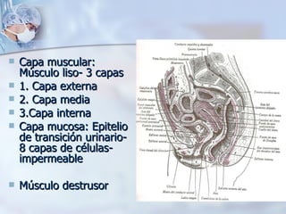 Capa muscular: Músculo liso- 3 capas 1. Capa externa 2. Capa media 3.Capa interna Capa mucosa: Epitelio de transición urinario- 8 capas de células-impermeable Músculo destrusor 