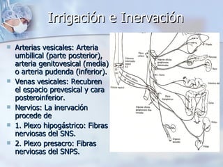Irrigación e Inervación  Arterias vesicales: Arteria umbilical (parte posterior), arteria genitovesical (media) o arteria pudenda (inferior).  Venas vesicales: Recubren el espacio prevesical y cara posteroinferior. Nervios: La inervación procede de  1. Plexo hipogástrico: Fibras nerviosas del SNS. 2. Plexo presacro: Fibras nerviosas del SNPS. 