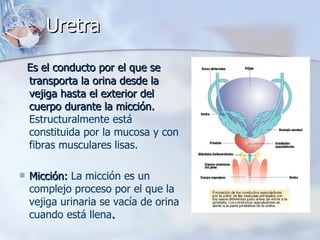 Uretra Es el conducto por el que se transporta la orina desde la vejiga hasta el exterior del cuerpo durante la micción.  Estructuralmente está constituida por la mucosa y con fibras musculares lisas.    Micción:  La micción es un complejo proceso por el que la vejiga urinaria se vacía de orina cuando está llena .  