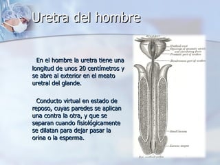 Uretra del hombre En el hombre la uretra tiene una longitud de unos 20 centímetros y se abre al exterior en el meato uretral del glande.  Conducto virtual en estado de reposo, cuyas paredes se aplican una contra la otra, y que se separan cuando fisiológicamente se dilatan para dejar pasar la orina o la esperma. 