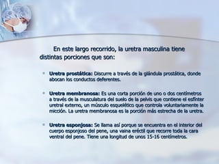 En este largo recorrido, la uretra masculina tiene distintas porciones que son: Uretra prostática:  Discurre a través de la glándula prostática, donde abocan los conductos deferentes. Uretra membranosa:  Es una corta porción de uno o dos centímetros a través de la musculatura del suelo de la pelvis que contiene el esfínter uretral externo, un músculo esquelético que controla voluntariamente la micción. La uretra membranosa es la porción más estrecha de la uretra. Uretra esponjosa:  Se llama así porque se encuentra en el interior del cuerpo esponjoso del pene, una vaina eréctil que recorre toda la cara ventral del pene. Tiene una longitud de unos 15-16 centímetros.  