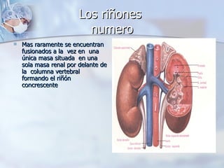 Los riñones  numero Mas raramente se encuentran fusionados a la  vez en  una única masa situada  en una sola masa renal por delante de la  columna vertebral formando el riñón concrescente 
