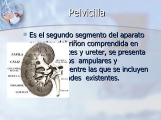 Pelvicilla Es el segundo segmento del aparato excretor del riñon comprendida en grandes calices y ureter, se presenta en dos grupos  ampulares y ramificadas, entre las que se incluyen otras variedades  existentes. 