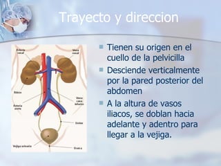 Trayecto y direccion Tienen su origen en el cuello de la pelvicilla Desciende verticalmente por la pared posterior del abdomen A la altura de vasos iliacos, se doblan hacia adelante y adentro para llegar a la vejiga. 