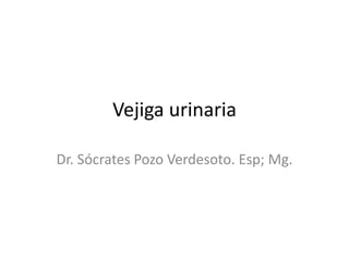Vejiga urinaria
Dr. Sócrates Pozo Verdesoto. Esp; Mg.
 