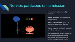 Nervios partícipes en la micción
nervios relacionados en el reflejo
miccional
-Nervio simpático: funcionalidad del
esfínter interno.
-Nervio parasimpático: ayuda a la
contracción del músculo detrusor.
-Nervio pudendo: controla la relajación
del esfínter externo.
Los cuales llevan la señal al cerebro en
el cual el sistema nervioso central,
acompañado del centro miccional
pontino, encargados de la micción.
 