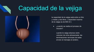 Capacidad de la vejiga
la capacidad de la vejiga está entre un litro
y medio y dos litros. ( capacidad maxima
de la vejiga es de 600 ml )
● ¿cuando se realiza el proceso de
micción?
cuando la vejiga alcanza cierto
volumen de orina almacenada, las
terminaciones nerviosas de estas
envían el mensaje al cerebro.
 