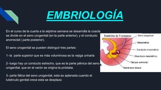 EMBRIOLOGÍA
En el curso de la cuarta a la séptima semana se desarrolla la coacla
se divide en el seno urogenital (en la parte anterior), y el conducto
anorrectal ( parte posterior).
El seno urogenital se pueden distinguir tres partes:
1- la parte superior que es más voluminosa es la vejiga urinaria
2- luego hay un conducto estrecho, que es la parte pélvica del seno
urogenital, que en el varón se origina la próstata.
3- parte fálica del seno urogenital, esta es aplanada cuando el
tubérculo genital crece esta se desplaza
 