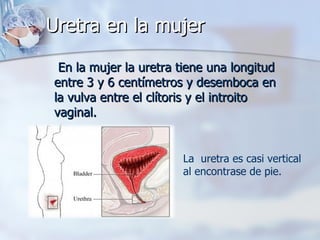 Uretra en la mujer   En la mujer la uretra tiene una longitud entre 3 y 6 centímetros y desemboca en la vulva entre el clítoris y el introito vaginal. La  uretra es casi vertical al encontrase de pie. 