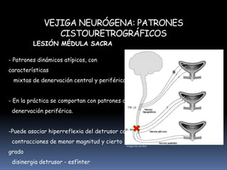  Reflejos autónomos coordinados.