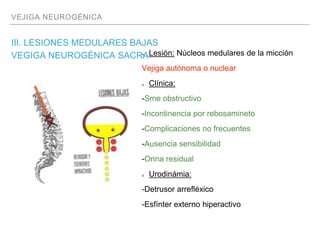 Vejiga neurogenica | PPTX