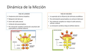 Dinámica de la Micción
FASE DE LLENADO
 Predominio del sistema simpático
 Relajación del detrusor
 Cierre del cuello ve...