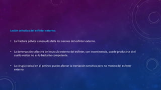 Lesión selectiva del esfínter externo:
• La fractura pélvica a menudo daña los nervios del esfínter externo.
• La denervación selectiva del musculo externo del esfínter, con incontinencia, puede producirse si el
cuello vesical no es lo bastante competente.
• La cirugía radical en el perineo puede afectar la inervación sensitiva pero no motora del esfínter
externo.
 