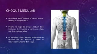 CHOQUE MEDULAR
• Después de lesión grave de la médula espinal,
la vejiga se vuelve atónica.
• Durante la etapa de choque medular debe
instituirse de inmediato y mantenerse algún
tipo de drenaje de vejiga.
• La distensión crónica excesiva puede dañar el
músculo liso del detrusor y limitar la
recuperación funcional de la vejiga.
 