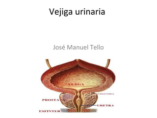 Vejiga urinaria


 José Manuel Tello
 