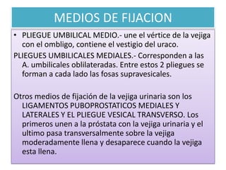 MEDIOS DE FIJACION
• PLIEGUE UMBILICAL MEDIO.- une el vértice de la vejiga
con el ombligo, contiene el vestigio del uraco.
PLIEGUES UMBILICALES MEDIALES.- Corresponden a las
A. umbilicales oblilateradas. Entre estos 2 pliegues se
forman a cada lado las fosas supravesicales.
Otros medios de fijación de la vejiga urinaria son los
LIGAMENTOS PUBOPROSTATICOS MEDIALES Y
LATERALES Y EL PLIEGUE VESICAL TRANSVERSO. Los
primeros unen a la próstata con la vejiga urinaria y el
ultimo pasa transversalmente sobre la vejiga
moderadamente llena y desaparece cuando la vejiga
esta llena.

 