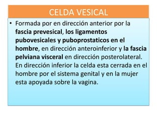 CELDA VESICAL
• Formada por en dirección anterior por la
fascia prevesical, los ligamentos
pubovesicales y puboprostaticos en el
hombre, en dirección anteroinferior y la fascia
pelviana visceral en dirección posterolateral.
En dirección inferior la celda esta cerrada en el
hombre por el sistema genital y en la mujer
esta apoyada sobre la vagina.

 