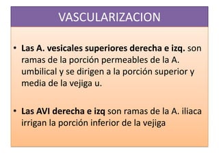VASCULARIZACION
• Las A. vesicales superiores derecha e izq. son
ramas de la porción permeables de la A.
umbilical y se dirigen a la porción superior y
media de la vejiga u.
• Las AVI derecha e izq son ramas de la A. iliaca
irrigan la porción inferior de la vejiga

 