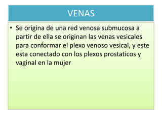 VENAS
• Se origina de una red venosa submucosa a
partir de ella se originan las venas vesicales
para conformar el plexo venoso vesical, y este
esta conectado con los plexos prostaticos y
vaginal en la mujer

 