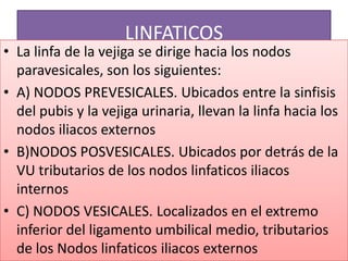 LINFATICOS

• La linfa de la vejiga se dirige hacia los nodos
paravesicales, son los siguientes:
• A) NODOS PREVESICALES. Ubicados entre la sinfisis
del pubis y la vejiga urinaria, llevan la linfa hacia los
nodos iliacos externos
• B)NODOS POSVESICALES. Ubicados por detrás de la
VU tributarios de los nodos linfaticos iliacos
internos
• C) NODOS VESICALES. Localizados en el extremo
inferior del ligamento umbilical medio, tributarios
de los Nodos linfaticos iliacos externos

 