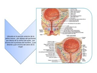 Ubicada en la porción anterior de la
pelvis menor , por debajo del peritoneo
por detrás de la sínfisis del pubis , por
encima de la próstata del hombre , y por
delante y por encima del útero de la
mujer

 