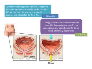 Su tamaño varia según su llenado, la urgencia
miccional aparece con alrededor de 250 ml a
350 ml y en caso de obstruccion puede
alcanzar una capacidad de 2 a 3 ltos
TAMAÑO
La vejiga urinaria vacia tiene forma de
piramide. llena adquiere una forma
redondeada por abombamiento de las
caras laterales y posteriores
FORMA

 
