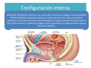 Configuración interna
ORIFICIOS URETRALES. Derecho e izq entre ellos se forma un pliegue mucoso PLIEGUE
INTERURETERICO, además se observa el orificio de la uretra. Estos tres orificios
delimitan un área de mucosa lisa correspondiente al trígono vesical, el orificio interno
de la uretra marca el cuello de la vejiga urinaria y presenta un rodete posterior que es
LA UVULA VESICAL.

 