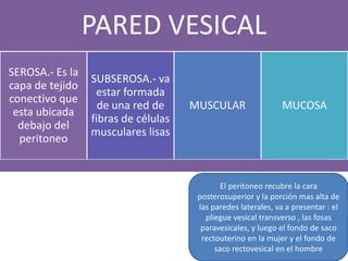 PARED VESICAL
SEROSA.- Es la
capa de tejido
conectivo que
esta ubicada
debajo del
peritoneo

SUBSEROSA.- va
estar formada
de una red de
fibras de células
musculares lisas

MUSCULAR

MUCOSA

El peritoneo recubre la cara
posterosuperior y la porción mas alta de
las paredes laterales, va a presentar : el
pliegue vesical transverso , las fosas
paravesicales, y luego el fondo de saco
rectouterino en la mujer y el fondo de
saco rectovesical en el hombre

 