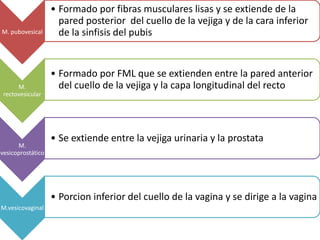 M. pubovesical

M.
rectovesicular

M.
vesicoprostático

• Formado por fibras musculares lisas y se extiende de la
pared posterior del cuello de la vejiga y de la cara inferior
de la sinfisis del pubis

• Formado por FML que se extienden entre la pared anterior
del cuello de la vejiga y la capa longitudinal del recto

• Se extiende entre la vejiga urinaria y la prostata

• Porcion inferior del cuello de la vagina y se dirige a la vagina
M.vesicovaginal

 