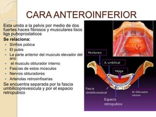 CARA ANTEROINFERIOR
Esta unida a la pelvis por medio de dos
fuertes haces fibrosos y musculares lisos
ligs puboprostaticos
Se relaciona:
 Sínfisis púbica
 El pubis
 La parte anterior del musculo elevador del
ano
 el musculo obturador interno
 Fascias de estos músculos
 Nervios obturadores
 Arteriolas retrosinfisarias
Se encuentra separada por la fascia
umbilicoprevesicula y por el espacio
retropubico
 