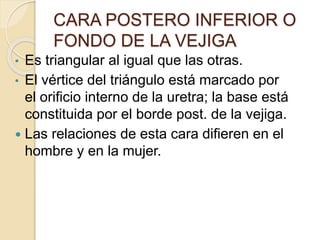 CARA POSTERO INFERIOR O
FONDO DE LA VEJIGA
• Es triangular al igual que las otras.
• El vértice del triángulo está marcado por
el orificio interno de la uretra; la base está
constituida por el borde post. de la vejiga.
 Las relaciones de esta cara difieren en el
hombre y en la mujer.
 
