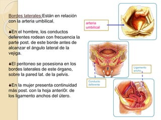 Bordes laterales:Están en relación
con la arteria umbilical.
En el hombre, los conductos
deferentes rodean con frecuencia la
parte post. de este borde antes de
alcanzar el ángulo lateral de la
vejiga.
El peritoneo se posesiona en los
bordes laterales de este órgano,
sobre la pared lat. de la pelvis.
En la mujer presenta continuidad
más post. con la hoja anteri0r. de
los ligamento anchos del útero.
Conducto
deferente
Ligamento
ancho
arteria
umbilical
 