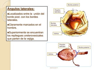 06/03/2017
Ángulos laterales:
Localizados entre la unión del
borde post. con los bordes
laterales.
Claramente marcados en el
hombre.
Superiormente se encuentran
los repliegues ureterovesicales
que parten de la vejiga.
Vértice
Borde posterior
Bordes
laterales
Ángulos
laterales
Ángulos
laterales
Borde posterior
Vértice
 
