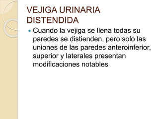 VEJIGA URINARIA
DISTENDIDA
 Cuando la vejiga se llena todas su
paredes se distienden, pero solo las
uniones de las paredes anteroinferior,
superior y laterales presentan
modificaciones notables
 