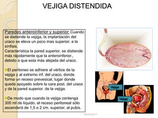 06/03/2017
VEJIGA DISTENDIDA
Paredes anteroinferior y superior: Cuando
se distiende la vejiga, la implantación del
uraco se eleva un poco mas superior. a la
sínfisis.
Característica la pared superior. se distiende
más rápidamente que la anteroinferior.,
debido a que esta más alejada del uraco.
El peritoneo se adhiere al vértice de la
vejiga y al extremo inf. del uraco, donde
forma un receso prevesical, lugar donde
queda apoyado sobre la cara post. del uraco
y de la pared superior. de la vejiga.
De modo que cuando la vejiga contenga
300 ml de líquido, el receso peritoneal sólo
ascenderá de 1,5 o 2 cm. superior. al pubis.
Vejiga
Vejiga
 