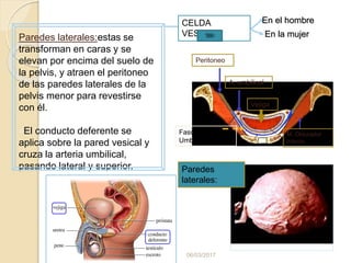 06/03/2017
Paredes laterales:estas se
transforman en caras y se
elevan por encima del suelo de
la pelvis, y atraen el peritoneo
de las paredes laterales de la
pelvis menor para revestirse
con él.
¤El conducto deferente se
aplica sobre la pared vesical y
cruza la arteria umbilical,
pasando lateral y superior.
CELDA
VESICAL En la mujer
En el hombre
Peritoneo
Vejiga
A. umbilical
M. Obturador
interno
Fascia
Umbilicovesical
Paredes
laterales:
 