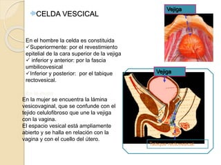 En el hombre la celda es constituida
Superiormente: por el revestimiento
epitelial de la cara superior de la vejiga
 inferior y anterior: por la fascia
umbilicovesical
Inferior y posterior: por el tabique
rectovesical.
En la mujer
CELDA VESCICAL
Tabique rectovesical.
Vejiga
Vejiga
En la mujer se encuentra la lámina
vesicovaginal, que se confunde con el
tejido celulofibroso que une la vejiga
con la vagina.
El espacio vesical está ampliamente
abierto y se halla en relación con la
vagina y con el cuello del útero.
 