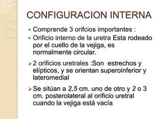 CONFIGURACION INTERNA
 Comprende 3 orifcios importantes :
 Orificio interno de la uretra Esta rodeado
por el cuello de la vejiga, es
normalmente circular.
2 orificios uretrales :Son estrechos y
elípticos, y se orientan superoinferior y
lateromedial
Se sitúan a 2,5 cm. uno de otro y 2 o 3
cm. posterolateral al orificio uretral
cuando la vejiga está vacía
 