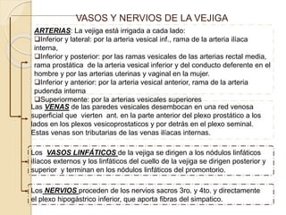 VASOS Y NERVIOS DE LA VEJIGA
Las VENAS de las paredes vesicales desembocan en una red venosa
superficial que vierten ant. en la parte anterior del plexo prostático a los
lados en los plexos vesicoprostaticos y por detrás en el plexo seminal.
Estas venas son tributarias de las venas ilíacas internas.
Los NERVIOS proceden de los nervios sacros 3ro. y 4to. y directamente
el plexo hipogástrico inferior, que aporta fibras del simpatico.
Los VASOS LINFÁTICOS de la vejiga se dirigen a los nódulos linfáticos
ilíacos externos y los linfáticos del cuello de la vejiga se dirigen posterior y
superior y terminan en los nódulos linfáticos del promontorio.
ARTERIAS: La vejiga está irrigada a cada lado:
Inferior y lateral: por la arteria vesical inf., rama de la arteria ilíaca
interna,
Inferior y posterior: por las ramas vesicales de las arterias rectal media,
rama prostática de la arteria vesical inferior y del conducto deferente en el
hombre y por las arterias uterinas y vaginal en la mujer.
Inferior y anterior: por la arteria vesical anterior, rama de la arteria
pudenda interna
Superiormente: por la arterias vesicales superiores
 