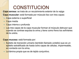 CONSTITUCION
Capa serosa: se trata de un recubrimiento exterior de la vejiga
Capa muscular: está formada por músculo liso con tres capas:
 Capa externa o superficial
 Capa media
 Capa interna o profunda
 Las tres capas de la capa muscular forman el músculo detrusor que
cuando se contrae expulsa la orina y tiene como freno los esfínteres
de la uretra.
Capa mucosa: está formada por:
 Epitelio de transición urinario (también llamado urotelio) que es un
epitelio estratificado de hasta ocho capas de células, impermeable,
en contacto con la orina,
 La lámina propia que es de tejido conjuntivo.
 